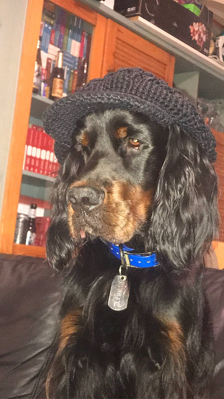 Murray participe au concours pour gagner de l'argent avec cette photo : boykin_spaniel, canidae, carnivore, cocker_spaniel, companion_dog, dog, dog_breed, english_cocker_spaniel, field_spaniel, german_spaniel, gordon_setter, irish_setter, mammal, picardy_spaniel, rare_breed_dog, retriever, setter, snout, spaniel, sporting_group