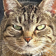 Ridley is registered to the contest to win money with this photo: cat, tabby_cat, close_up, portrait, whiskers, green_eyes, ears, nose, fur, collar, pet, domestic_animal, staring, face, detail, macro, brown_fur, striped_fur, indoor, cute