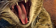 Ridley is registered to the contest to win money with this photo: cat, tabby_cat, yawning, open_mouth, teeth, tongue, whiskers, collar, pet_tag, close_up, fur, indoor, couch, cozy, sleepy, portrait, feline, household, whisker_detail, playful