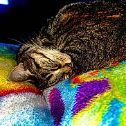 Ridley joined the competition — help win amazing prizes! cat, tabby_cat, sleeping, blanket, colorful_blanket, whiskers, fur, pet, cozy, close_up, indoor, striped, nap, ear, muzzle, bedding, soft_texture, pattern, vibrant_colors, relaxation