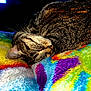 cat, tabby_cat, sleeping, blanket, colorful_blanket, whiskers, fur, pet, cozy, close_up, indoor, striped, nap, ear, muzzle, bedding, soft_texture, pattern, vibrant_colors, relaxation