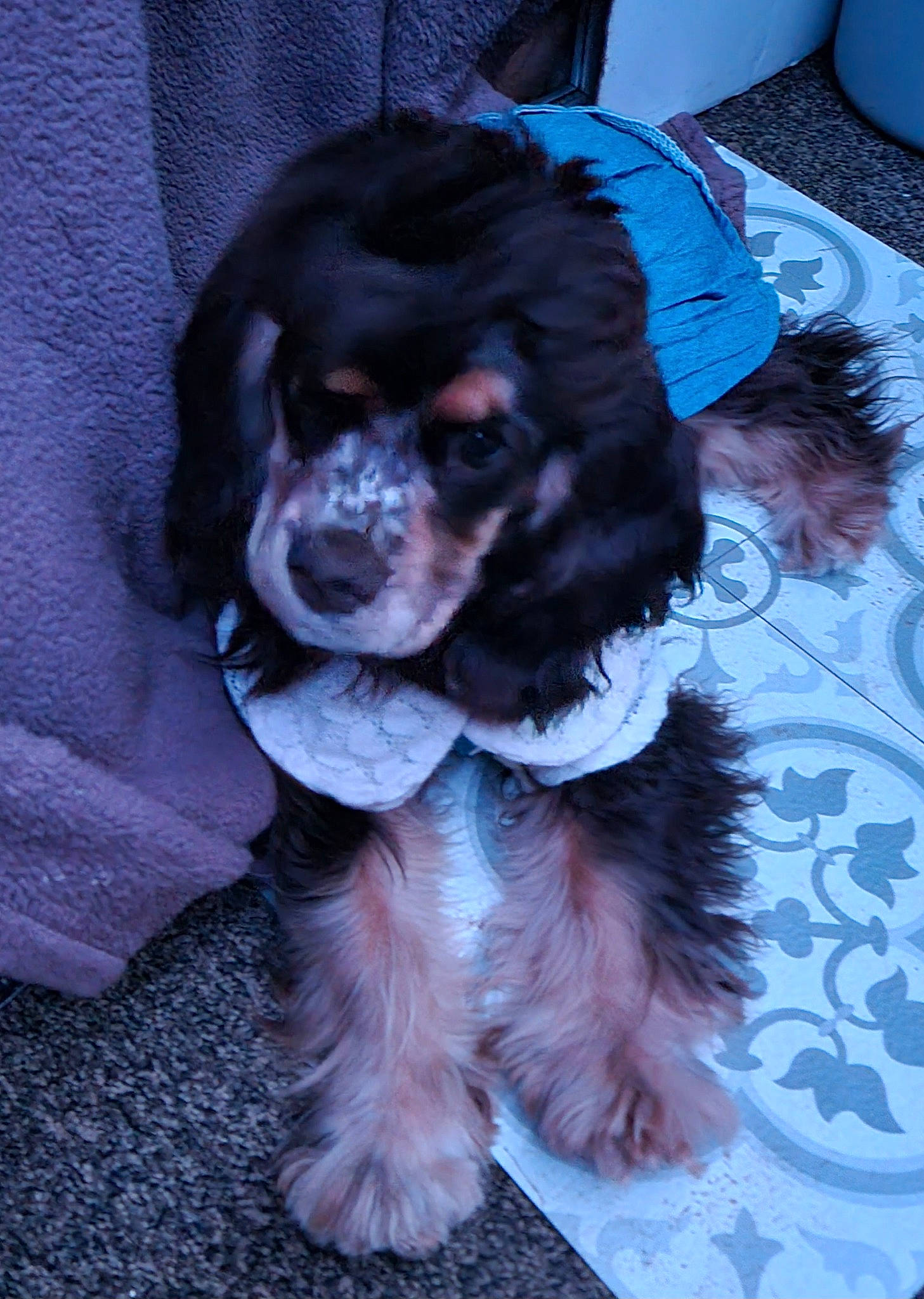 Paislee Alora is registered to the contest to win money with this photo: blue, canidae, carnivore, cavalier_king_charles_spaniel, cocker_spaniel, companion_dog, dog, dog_breed, dog_supply, fawn, fur, king_charles_spaniel, liver, pattern, snout, spaniel, sporting_group, toy_dog, whiskers, working_animal