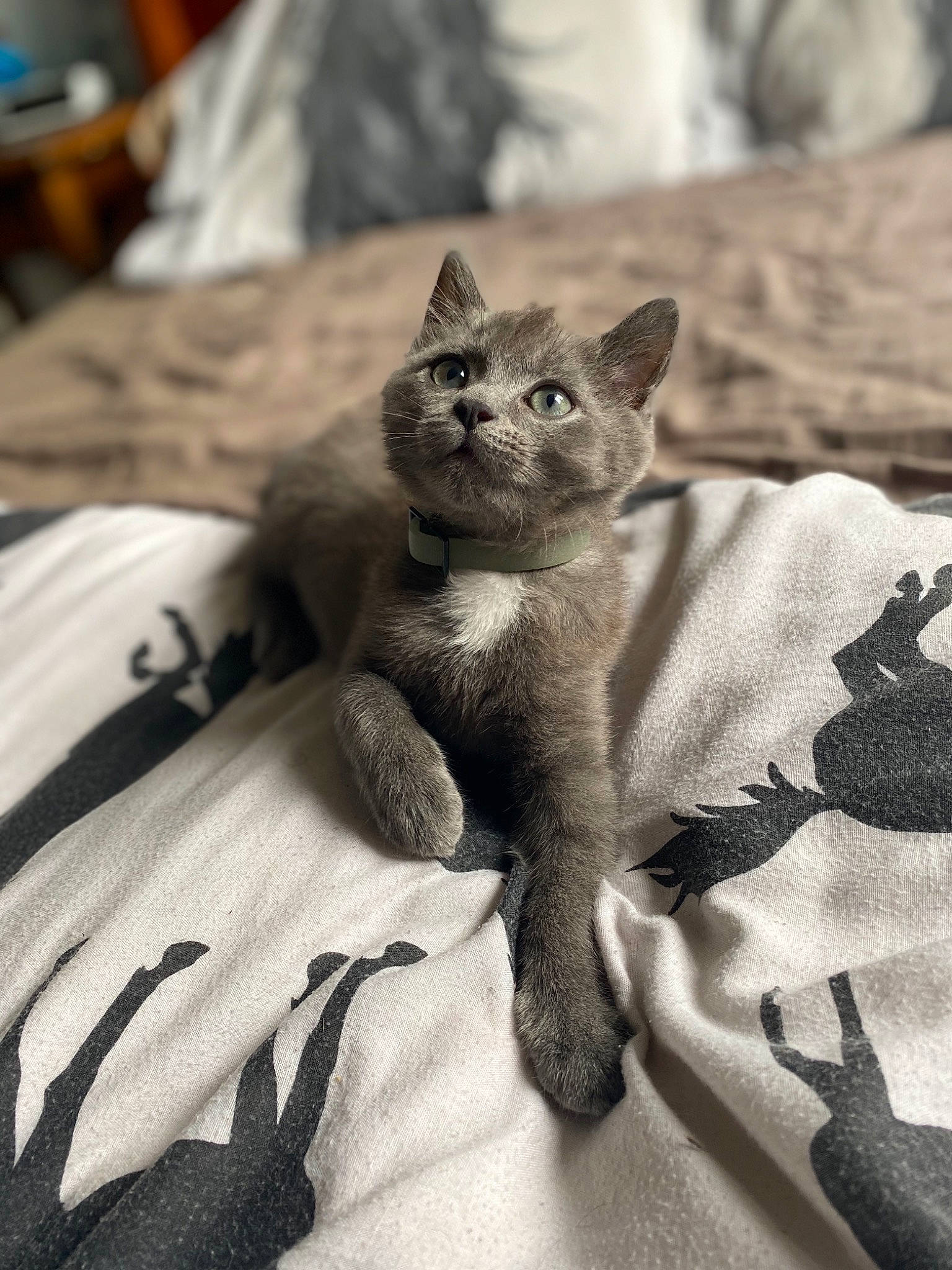 Nermal a rejoint le concours — aidez-le/la à gagner de superbes lots ! asian, black_and_white, british_shorthair, burmese, carnivore, cat, chartreux, domestic_short_haired_cat, ear, eye, fawn, felidae, kitten, korat, mammal, nebelung, russian_blue, small_to_medium_sized_cats, vertebrate, whiskers