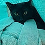 Raven joined the competition — help win amazing prizes! cat, black_cat, towel, cozy, indoors, texture, soft, curious, pet, animal, resting, fur, eyes, closeup, blanket, comfort, relaxation, cute, hidden, nestled