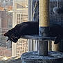 Raven is registered to the contest to win money with this photo: cat, black_cat, cat_tree, window, daylight, indoor, pet, feline, playful, paw, lounging, gray, sunlight, cozy, relaxed, home, animal, scratching_post, resting, domestic_cat