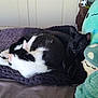 cat, black_cat, white_cat, bed, blanket, plush_toy, indoor, sleeping, cozy, cute, resting, feline, pet, knit_blanket, stuffed_animal, home, relaxation, soft, companion, animal