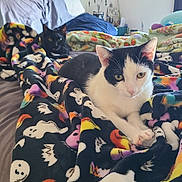 Poe is registered to the contest to win money with this photo: cat, black_cat, white_cat, bed, blanket, ghost_pattern, pillow, indoor, cozy, feline, resting, domestic, bedroom, hat, wall_decor, animal, pet, relaxed, two_animals, soft_fabric