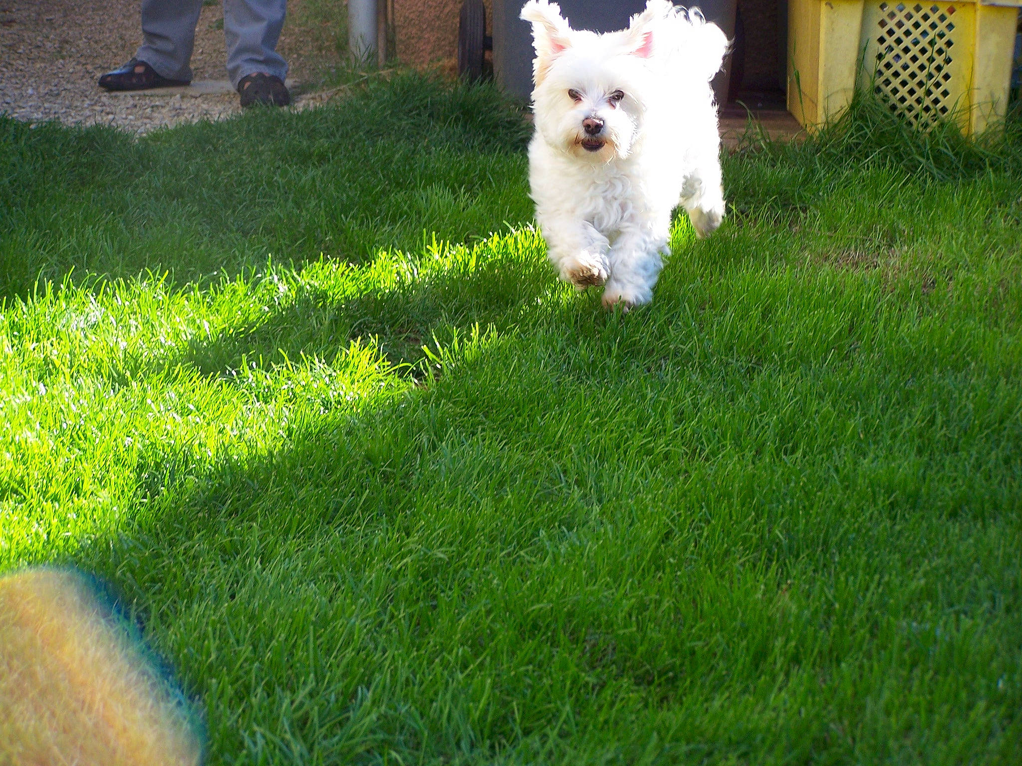 Caline a rejoint le concours — aidez-le/la à gagner de superbes lots ! bichon, bichon_frise, bolognese, canidae, carnivore, cavachon, cockapoo, companion_dog, coton_de_tulear, dog, dog_breed, grass, grass_family, lawn, maltese, mammal, puppy, terrier, vertebrate, west_highland_white_terrier