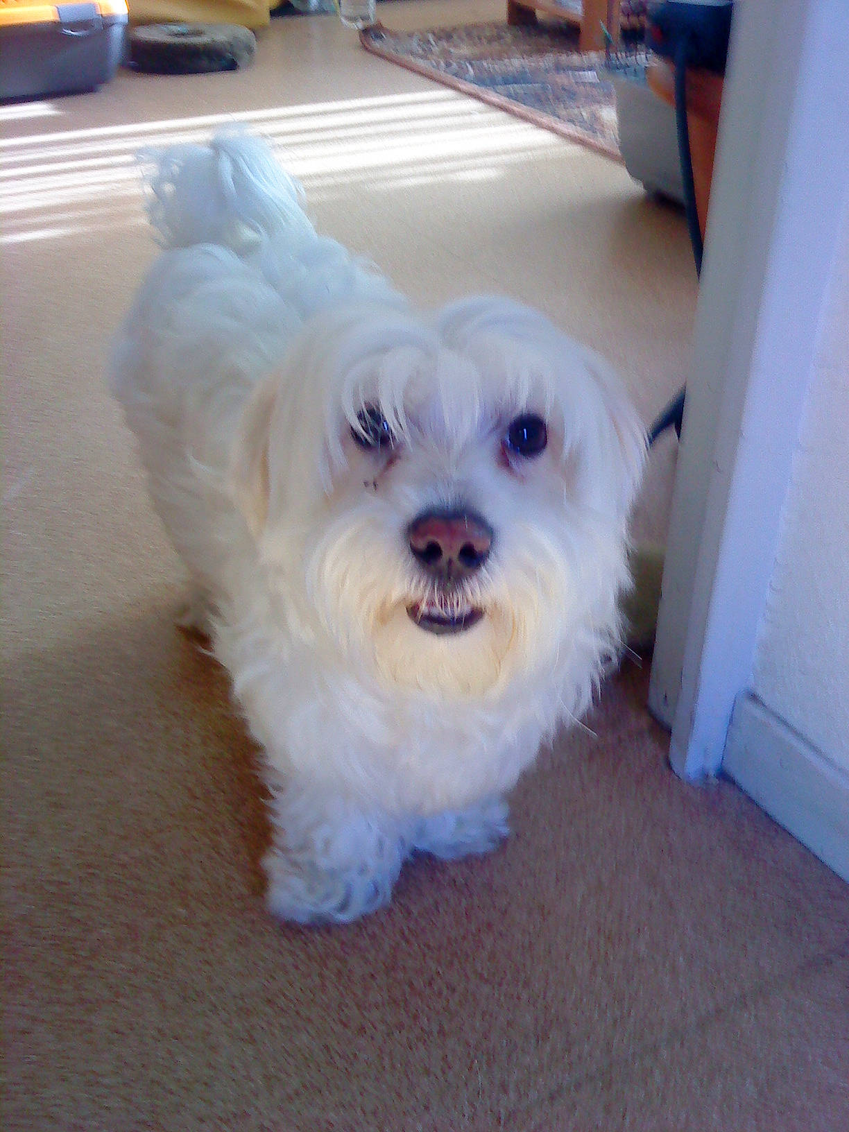 Caline participe au concours pour gagner de l'argent avec cette photo : bichon, bolonka, canidae, carnivore, companion_dog, coton_de_tulear, dog, dog_breed, havanese, kyi_leo, mal_shi, maltepoo, maltese, mammal, morkie, puppy, schnoodle, shih_tzu, vertebrate, west_highland_white_terrier