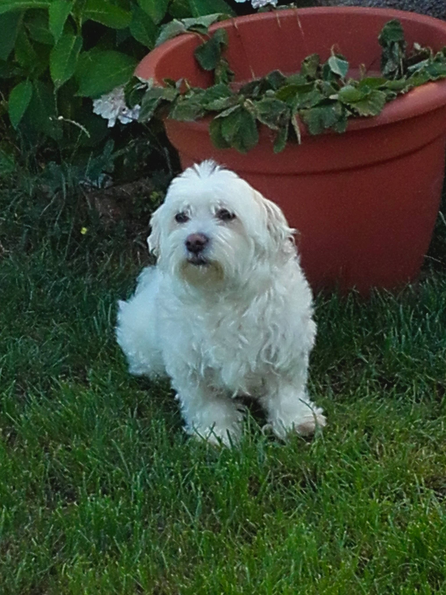 Caline a rejoint le concours — aidez-le/la à gagner de superbes lots ! bolognese, bolonka, canidae, carnivore, companion_dog, coton_de_tulear, dog, dog_breed, grass, havanese, kyi_leo, maltepoo, maltese, mammal, puppy, sporting_lucas_terrier, terrier, tibetan_terrier, vertebrate, west_highland_white_terrier