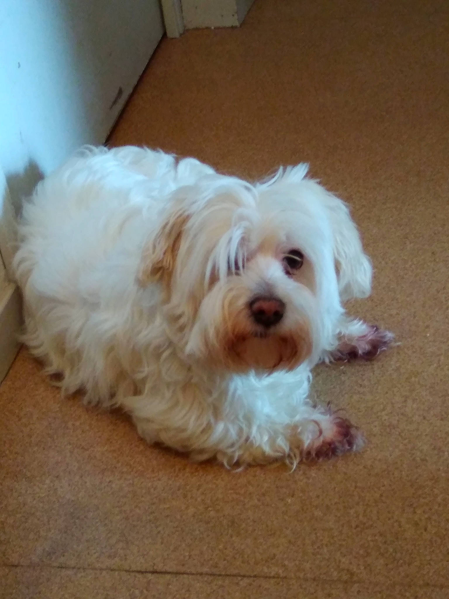 Caline a rejoint le concours — aidez-le/la à gagner de superbes lots ! bichon, bolognese, bolonka, canidae, carnivore, cockapoo, companion_dog, coton_de_tulear, dog, dog_breed, havanese, kyi_leo, lowchen, maltepoo, maltese, mammal, puppy, schnoodle, tibetan_terrier, vertebrate