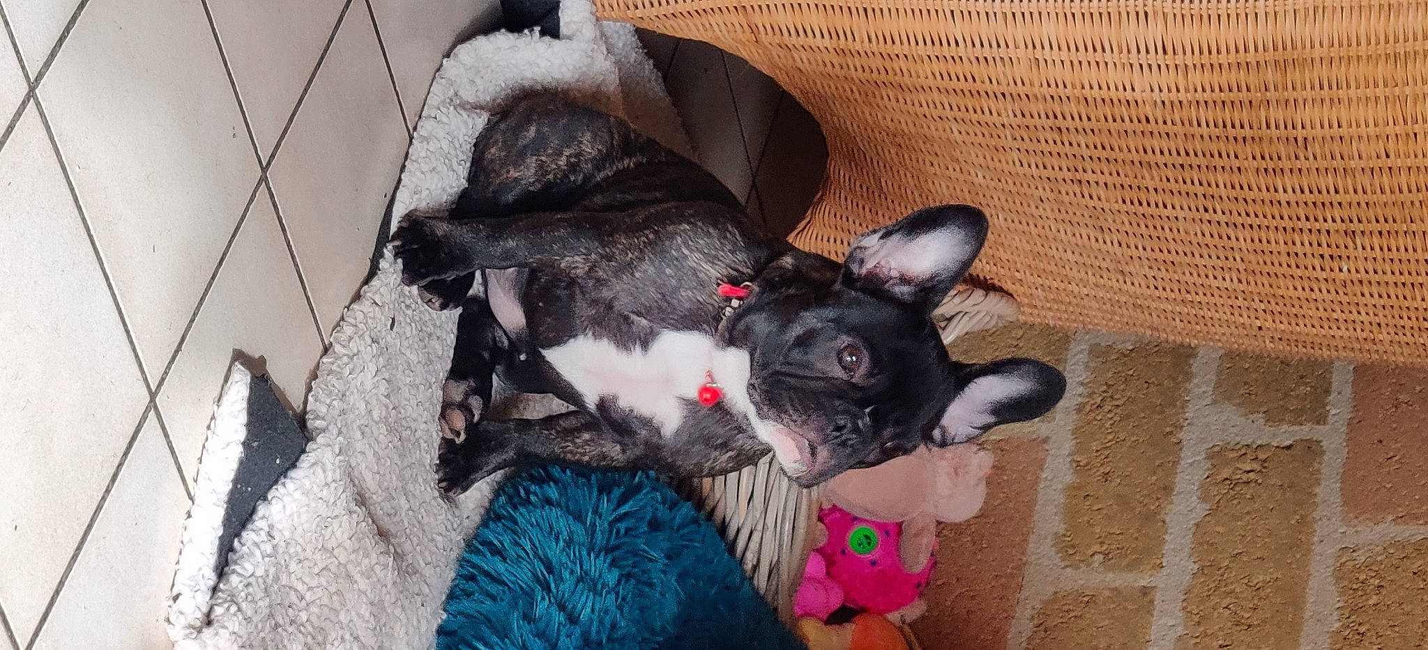 Reglysse participe au concours pour gagner de l'argent avec cette photo : canidae, carnivore, collar, comfort, companion_dog, dog, dog_breed, dog_supply, ear, fawn, felidae, fur, mammal, natural_material, paw, small_to_medium_sized_cats, tail, toy, whiskers, working_animal