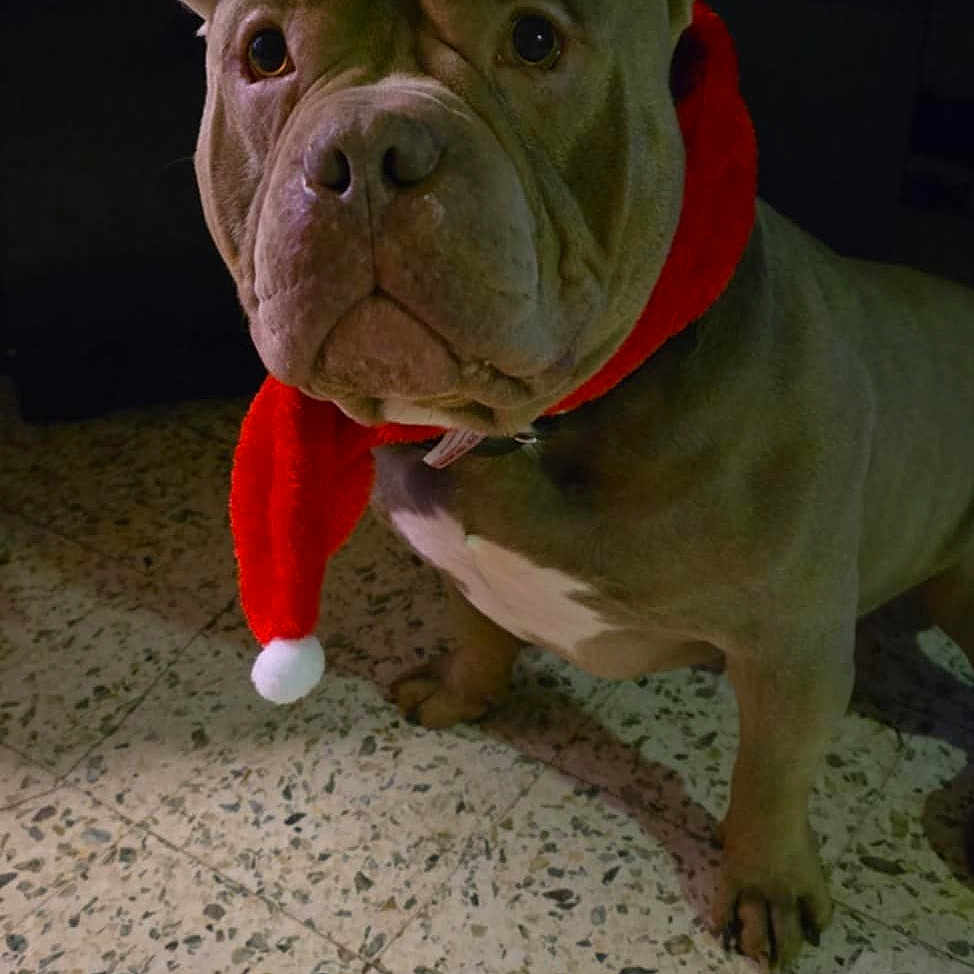 Nino participe au concours pour gagner de l'argent avec cette photo : animal, bostonbull, boxer, bulldog, canine, dog, face, frenchbulldog, head, hound, person, pet, photography, pitbull, portrait, puppy, whitedog