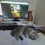 kitten, sleeping, desk, computer_monitor, keyboard, papers, mouse, workstation, indoor, home_office, furniture, technology, fluffy, gray_cat, pet, relaxation, cozy, writing, stationery, screen