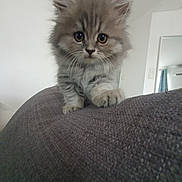 Minou a rejoint le concours — aidez-le/la à gagner de superbes lots ! kitten, cat, fluffy, gray_cat, indoor, couch, furniture, curtains, mirror, air_conditioner, pet, animal, cute, whiskers, climbing, looking, close_up, soft_fur, home, cozy