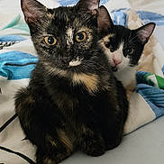 Buffy a rejoint le concours — aidez-le/la à gagner de superbes lots ! cat, kittens, tortoiseshell_cat, black_and_white_cat, animal, pet, indoors, bed, blanket, portrait, close_up, sitting, looking_at_camera, ears, whiskers, furry, black_fur, white_fur, brown_fur, home