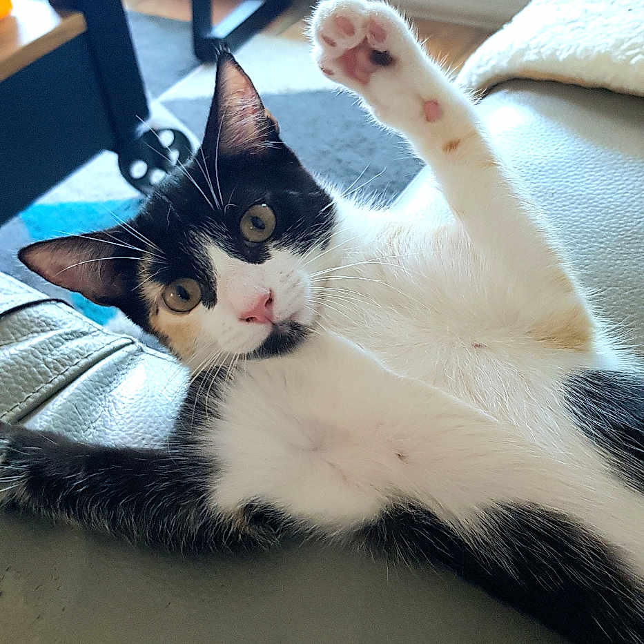 Bonnie a rejoint le concours — aidez-le/la à gagner de superbes lots ! cat, black_and_white, pet, animal, feline, paw, raised_paw, whiskers, ears, eyes, nose, fur, couch, living_room, indoor, window, sunlight, relaxed, portrait, funny_pose