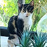 Bonnie a rejoint le concours — aidez-le/la à gagner de superbes lots ! cat, calico_cat, black_and_white, animal, pet, feline, sitting, portrait, window, indoor, houseplant, succulent, planter, garden, greenery, sunlight, home, wooden_floor, watchful, whiskers