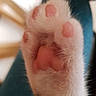 Bonnie participe au concours pour gagner de l'argent avec cette photo : paw, cat, dog, pet, animal, fur, white_fur, pink_paw_pads, toe_beans, close_up, macro, fluffy, soft_focus, indoor, warm_lighting, cute, paw_print, limb, front_paw, pet_photography