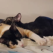 Bonnie participe au concours pour gagner de l'argent avec cette photo : cats, cat, sleeping, napping, cuddling, black_and_white, tuxedo_cat, pets, animals, feline, fluffy_blanket, bed, indoors, cozy, relaxed, resting, stretching, paws, cute, portrait