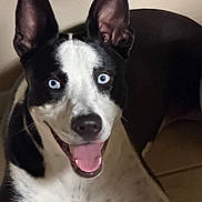 Kiara is registered to the contest to win money with this photo: dog, black_and_white, blue_eyes, happy, smiling, open_mouth, tongue, large_ears, short_hair, portrait, close_up, indoor, pet, animal, canine, sitting, couch, home, flash_photography, playful