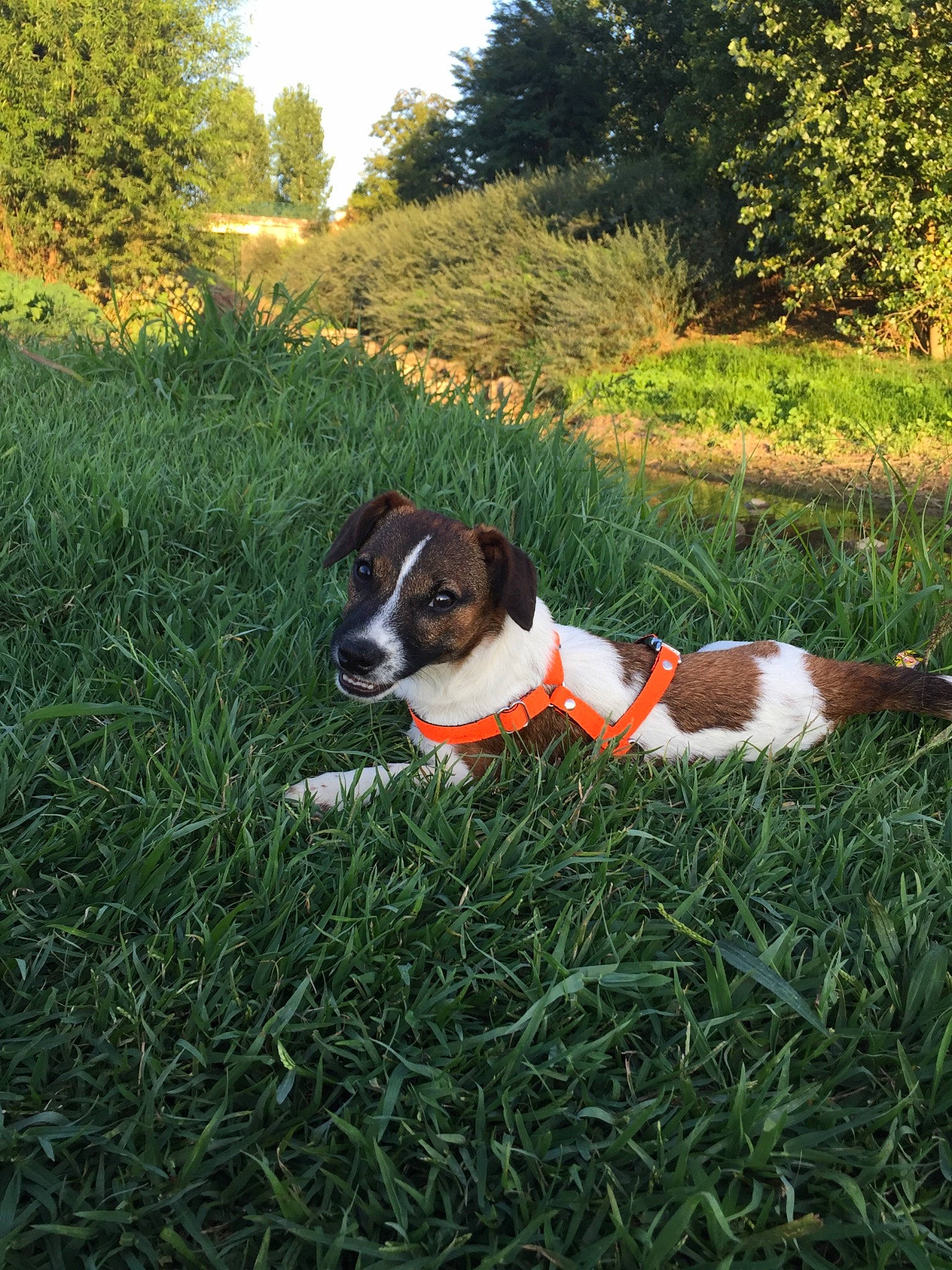 Paco a rejoint le concours — aidez-le/la à gagner de superbes lots ! canidae, carnivore, companion_dog, danish_swedish_farmdog, dog, dog_breed, grass, hunting_dog, mammal, puppy, sporting_group, tail, treeing_feist, treeing_walker_coonhound