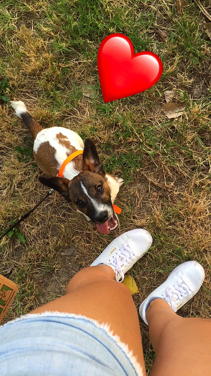 Paco a rejoint le concours — aidez-le/la à gagner de superbes lots ! canidae, carnivore, dog, dog_breed, ear, fawn, grass, leg, pointer