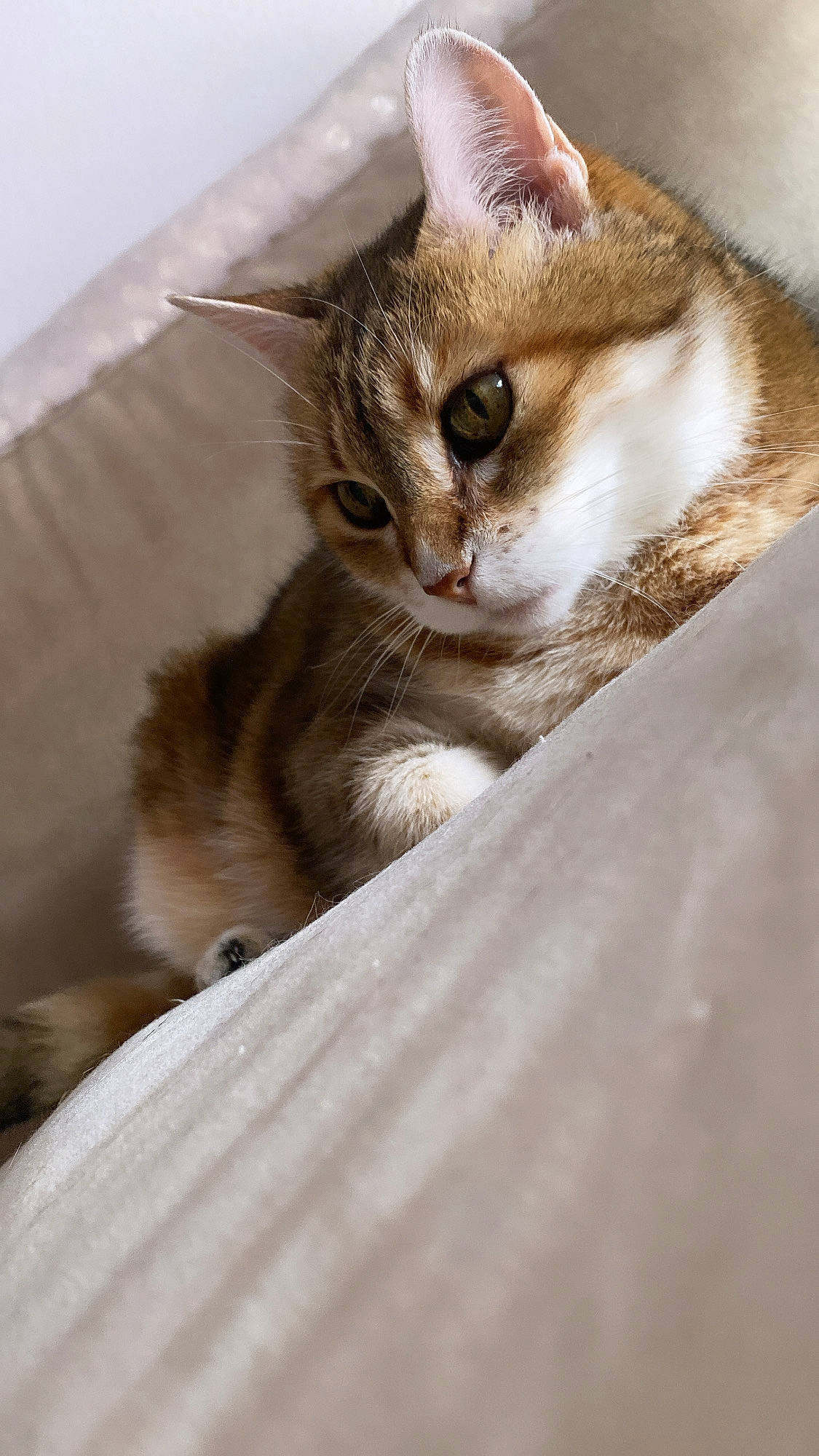 Chouquette participe au concours pour gagner de l'argent avec cette photo : carnivore, cat, claw, comfort, domestic_short_haired_cat, fawn, felidae, fur, paw, small_to_medium_sized_cats, snout, terrestrial_animal, whiskers, wood