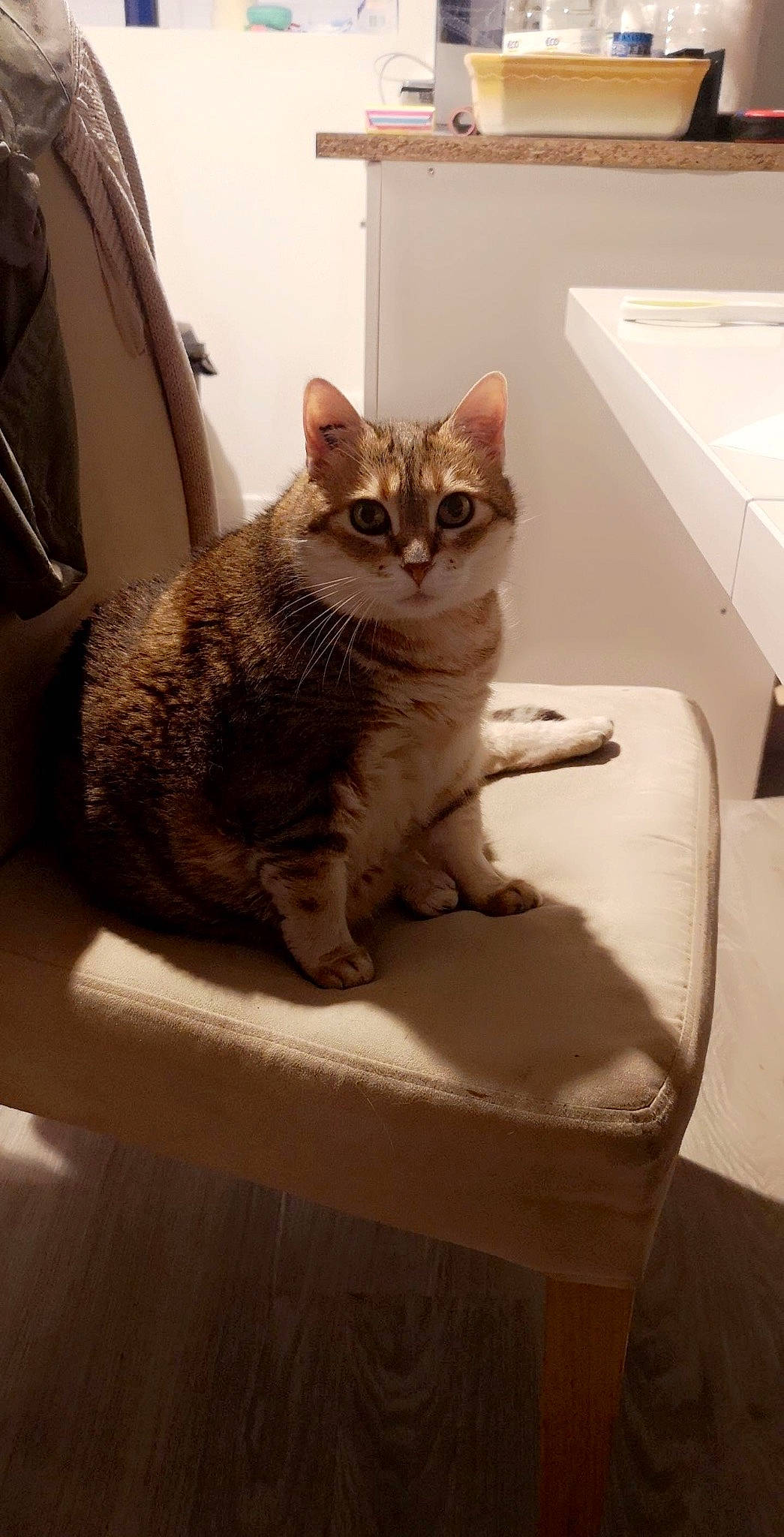 Chouquette participe au concours pour gagner de l'argent avec cette photo : carnivore, cat, cat_supply, comfort, domestic_short_haired_cat, eye, fawn, felidae, fur, head, paw, pet_supply, sitting, small_to_medium_sized_cats, snout, tail, whiskers