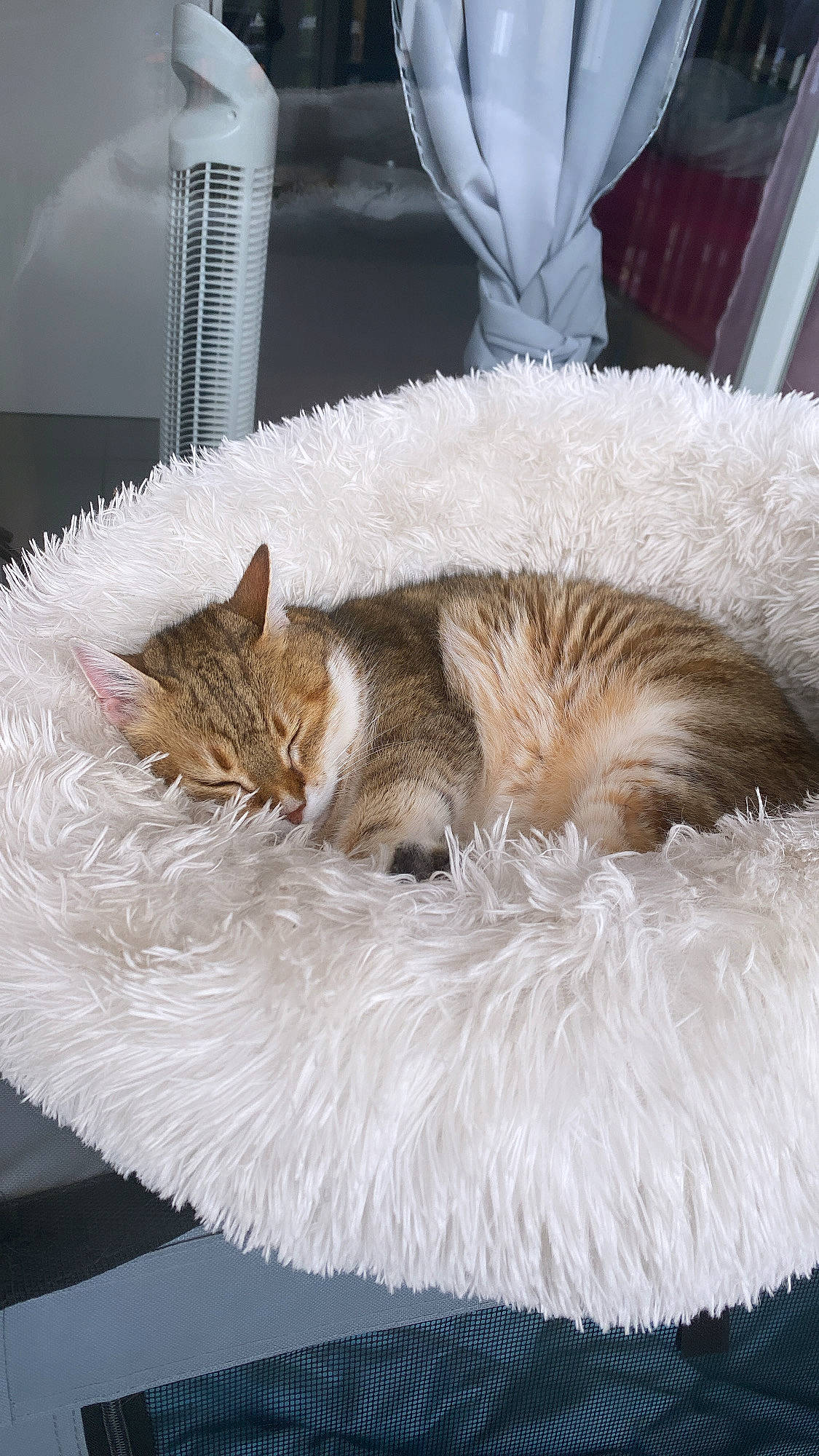 Chouquette participe au concours pour gagner de l'argent avec cette photo : carnivore, cat, cat_bed, claw, comfort, couch, domestic_short_haired_cat, event, fawn, felidae, fur, fur_clothing, nap, paw, small_to_medium_sized_cats, snout, tail, whiskers, white, window