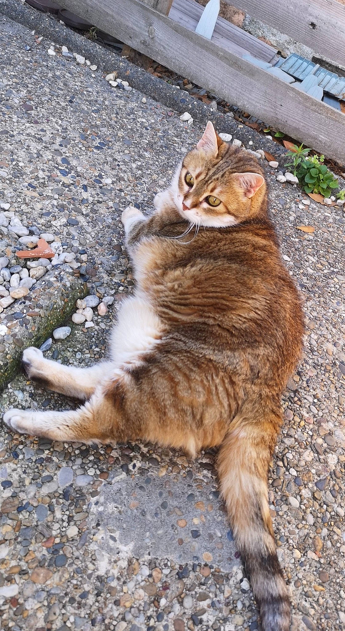 Chouquette a rejoint le concours — aidez-le/la à gagner de superbes lots ! asphalt, carnivore, cat, claw, domestic_short_haired_cat, fawn, felidae, fur, grass, paw, plant, road_surface, sitting, small_to_medium_sized_cats, snout, tail, terrestrial_animal, whiskers, wildlife, wood