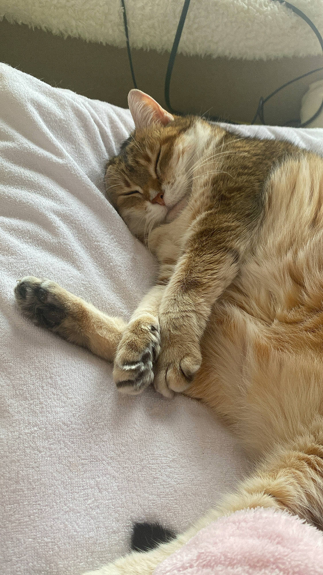 Chouquette participe au concours pour gagner de l'argent avec cette photo : bed, bed_sheet, bedding, carnivore, cat, claw, comfort, domestic_short_haired_cat, fawn, felidae, fur, grey, linens, nap, paw, sleep, small_to_medium_sized_cats, tail, whiskers, wood