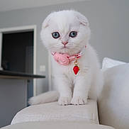Stormi is registered to the contest to win money with this photo: animal, blue_eyes, cat, collar, couch, curious, cute, domestic_cat, fluffy, furniture, indoor, kitten, living_room, pet, pink_collar, small_animal, soft_lighting, strawberry_charm, white_cat, young_cat