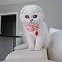 animal, blue_eyes, cat, collar, couch, curious, cute, domestic_cat, fluffy, furniture, indoor, kitten, living_room, pet, pink_collar, small_animal, soft_lighting, strawberry_charm, white_cat, young_cat