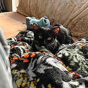 Minx joined the competition — help win amazing prizes! cat, kitten, black_and_white, blanket, plush_toy, couch, indoor, pet, cozy, fur, animal, resting, curious, golden_eyes, soft_texture, patterned, colorful, relaxing, domestic, warm_light