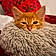 Berlioz