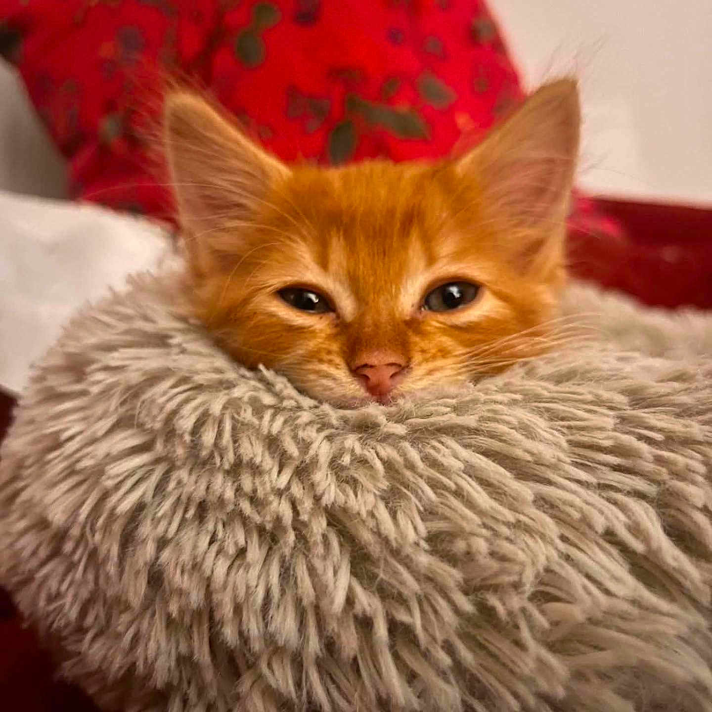Berlioz