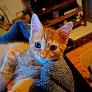 Berlioz D'Uzès participe au concours pour gagner de l'argent avec cette photo : kitten, cat, orange_tabby, pet, animal, cute, furry, whiskers, ears, eyes, blanket, cozy, indoor, living_room, furniture, wooden_table, television, soft_lighting, close_up, snuggling