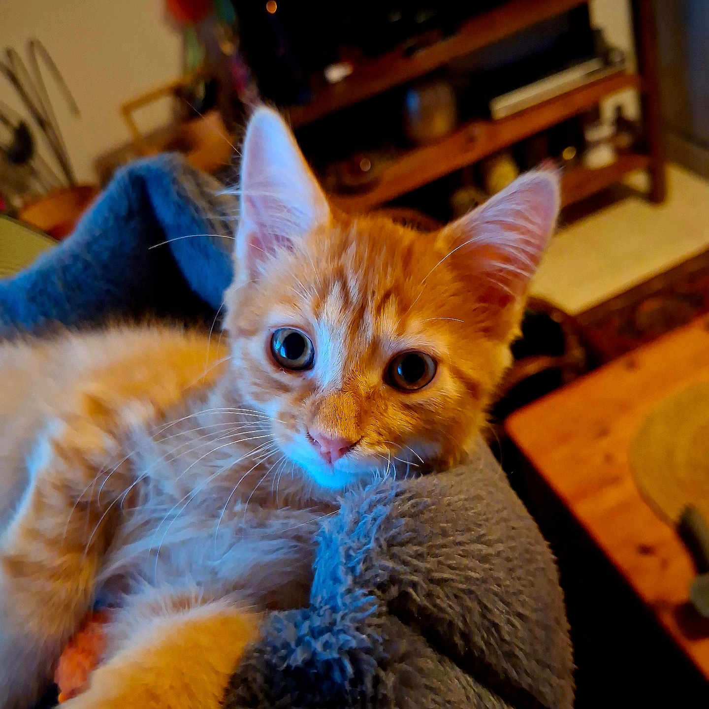 Berlioz D'Uzès participe au concours pour gagner de l'argent avec cette photo : kitten, cat, orange_tabby, pet, animal, cute, furry, whiskers, ears, eyes, blanket, cozy, indoor, living_room, furniture, wooden_table, television, soft_lighting, close_up, snuggling