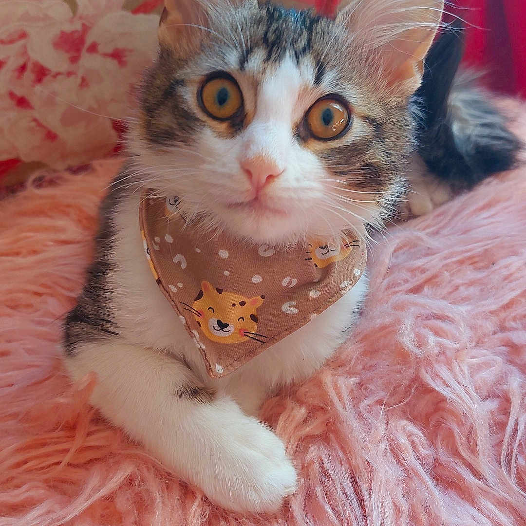 Athos D'Uzès participe au concours pour gagner de l'argent avec cette photo : animal, bandana, cat, chair, close_up, curious, cute, decor, ears, feline, fluffy_blanket, fur, indoor, kitten, paws, pet, pink, portrait, resting, whiskers