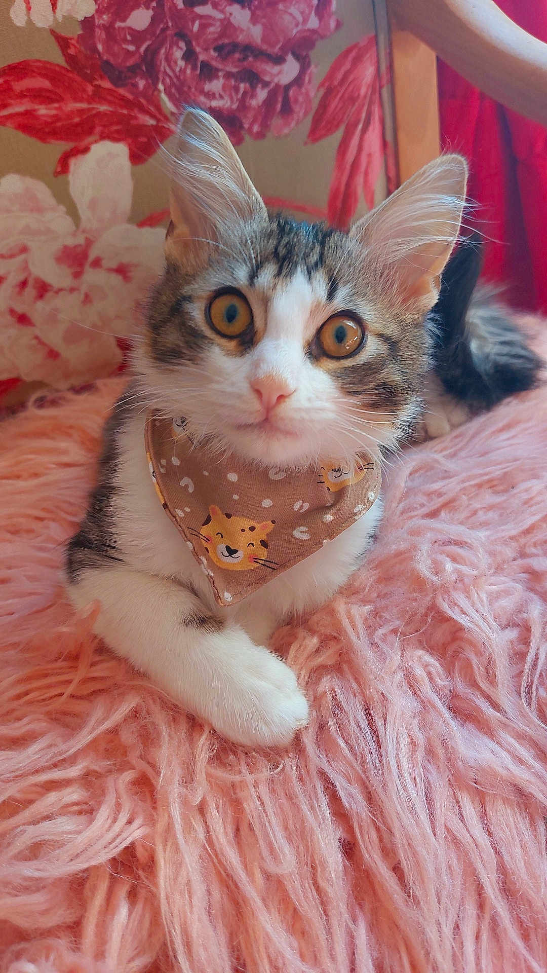 Athos D'Uzès participe au concours pour gagner de l'argent avec cette photo : cat, kitten, bandana, fluffy_blanket, pink, fur, whiskers, ears, paws, animal, pet, indoor, close_up, portrait, curious, cute, feline, resting, decor, chair