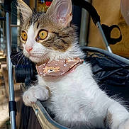 Athos D'Uzès participe au concours pour gagner de l'argent avec cette photo : kitten, cat, stroller, bandana, pet, fur, whiskers, ears, golden_eyes, curious, sunlight, close_up, animal, domestic_cat, resting, paw, outdoor, young_cat, feline, cute