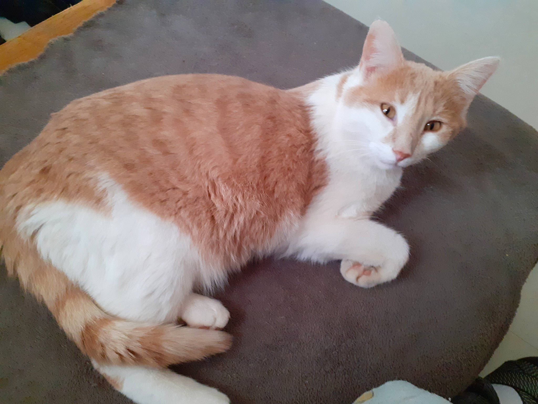 Nougat a rejoint le concours — aidez-le/la à gagner de superbes lots ! carnivore, cat, claw, comfort, domestic_short_haired_cat, eye, fawn, felidae, foot, fur, paw, sitting, small_to_medium_sized_cats, snout, tail, terrestrial_animal, whiskers