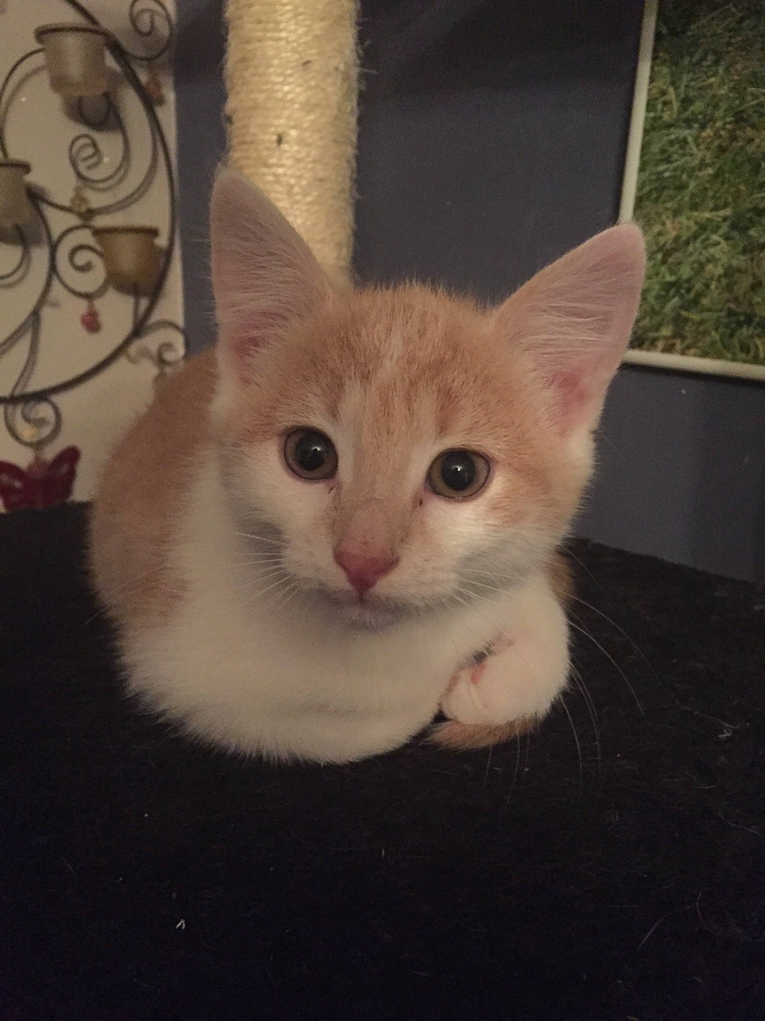 Nougat participe au concours pour gagner de l'argent avec cette photo : aegean_cat, american_wirehair, asian, burmilla, carnivore, cat, domestic_short_haired_cat, european_shorthair, eye, fawn, felidae, german_rex, kitten, mammal, ojos_azules, small_to_medium_sized_cats, turkish_angora, turkish_van, vertebrate, whiskers