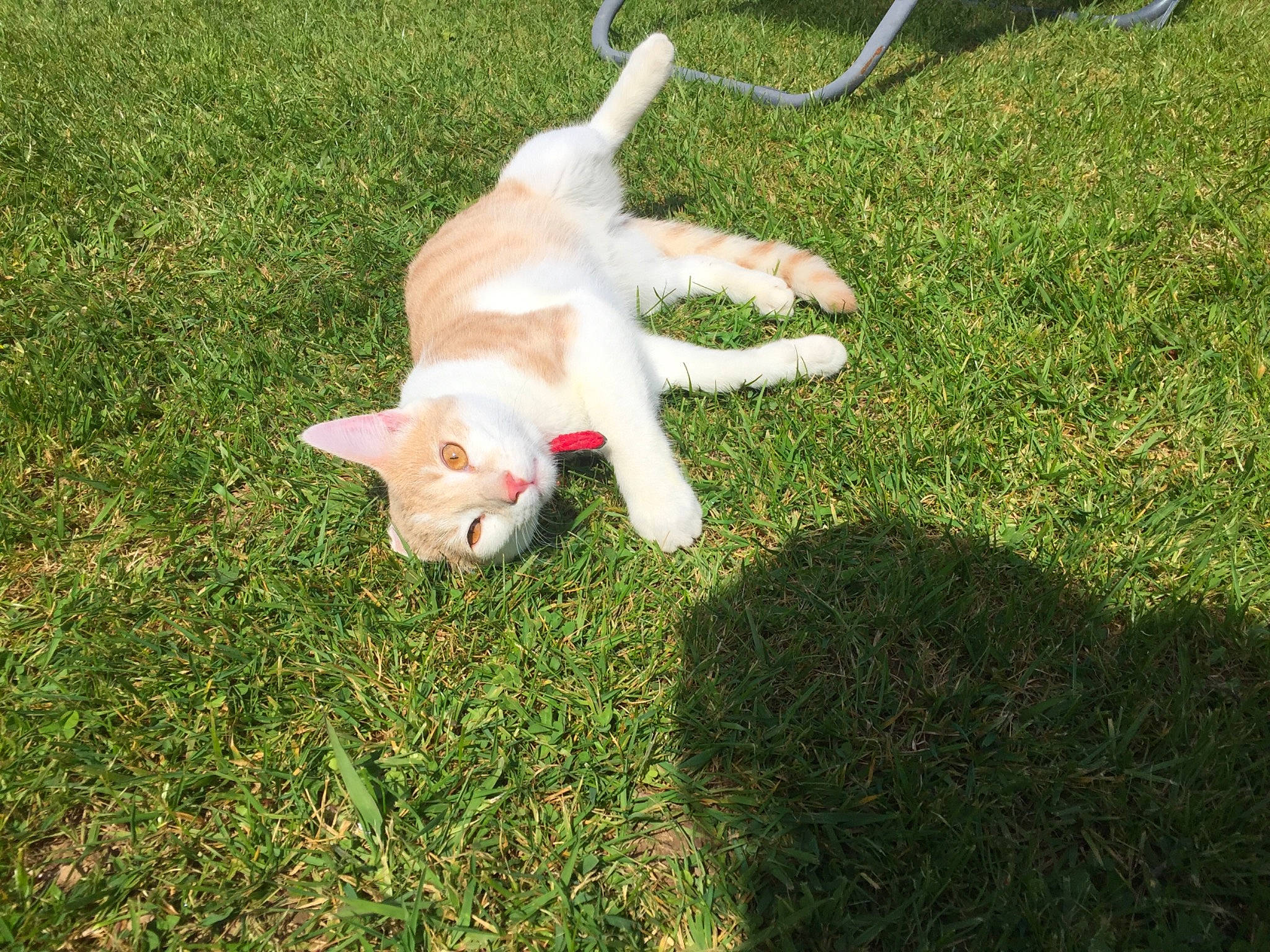 Nougat participe au concours pour gagner de l'argent avec cette photo : canidae, carnivore, cat, dog_breed, fawn, felidae, fodder, grass, lawn, plant, small_to_medium_sized_cats, sporting_group, tail