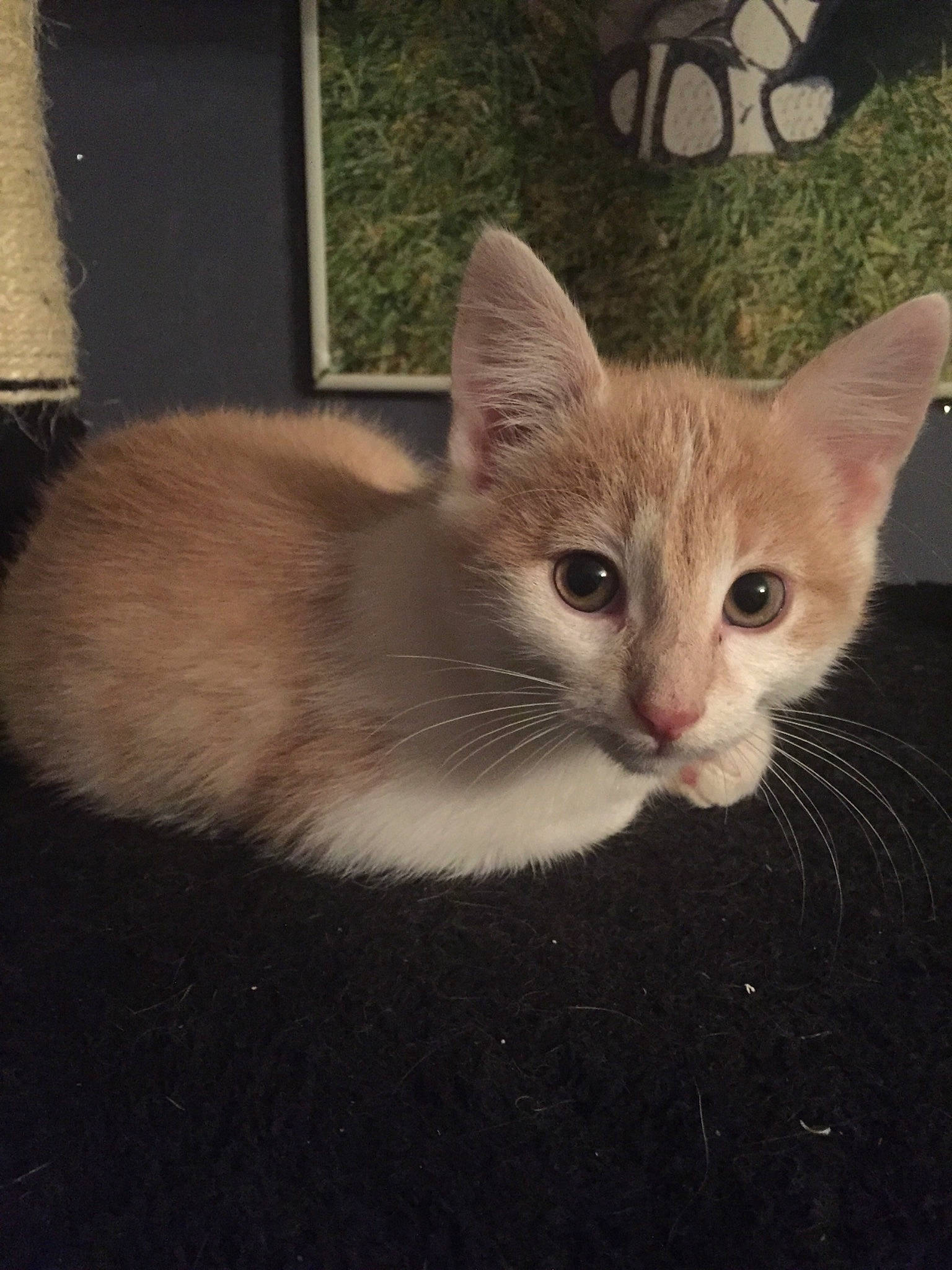 Nougat participe au concours pour gagner de l'argent avec cette photo : aegean_cat, american_wirehair, arabian_mau, asian, burmilla, carnivore, cat, domestic_short_haired_cat, european_shorthair, fawn, felidae, german_rex, javanese, kitten, mammal, ojos_azules, small_to_medium_sized_cats, tail, vertebrate, whiskers