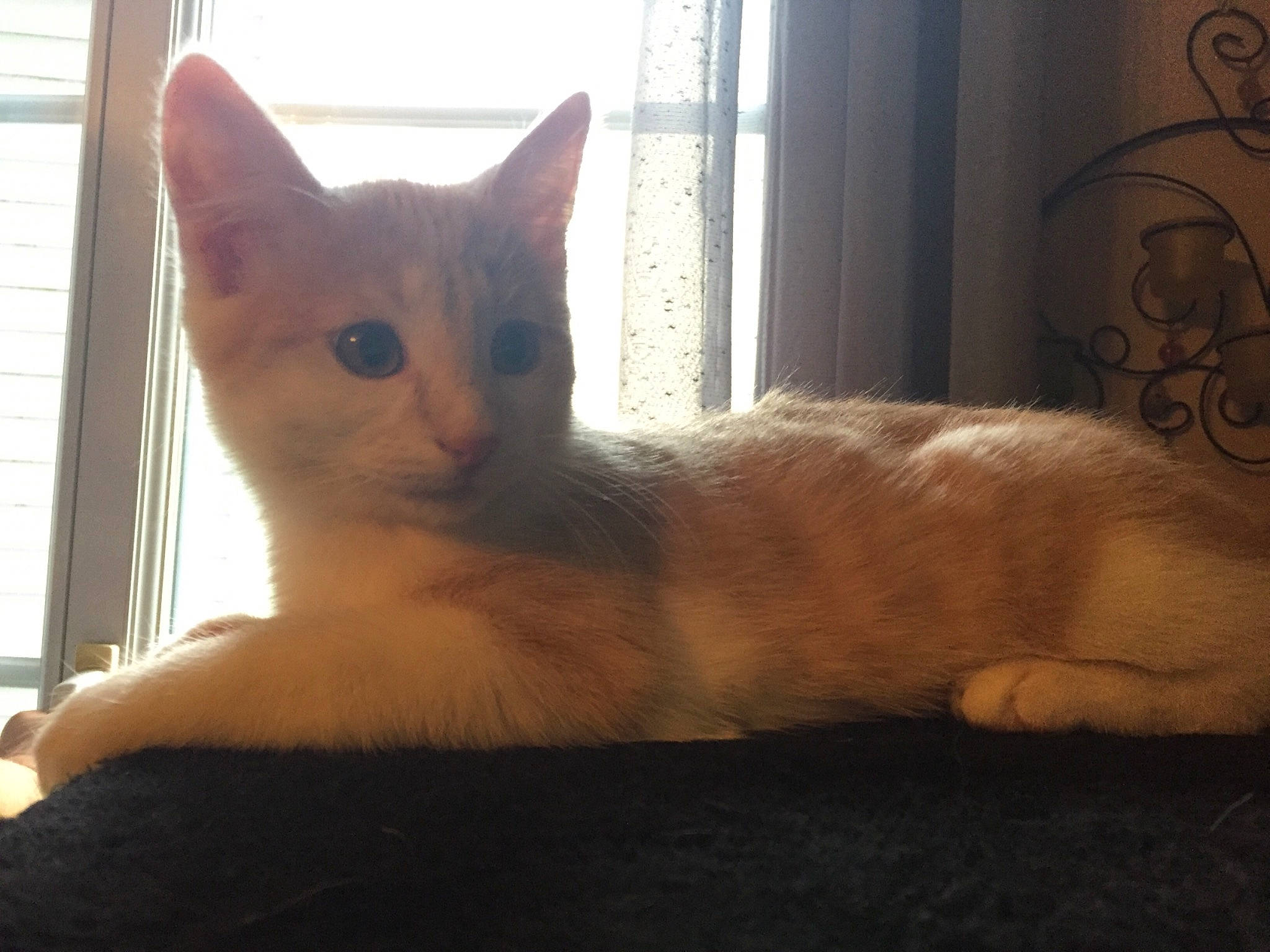 Nougat participe au concours pour gagner de l'argent avec cette photo : aegean_cat, asian, carnivore, cat, colorpoint_shorthair, domestic_short_haired_cat, ear, european_shorthair, fawn, felidae, german_rex, kitten, mammal, ojos_azules, oriental_longhair, small_to_medium_sized_cats, tail, turkish_angora, vertebrate, whiskers