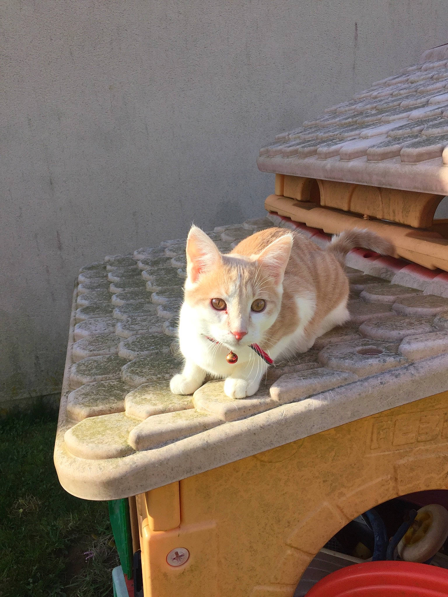 Nougat a rejoint le concours — aidez-le/la à gagner de superbes lots ! aegean_cat, carnivore, cat, cat_furniture, domestic_short_haired_cat, european_shorthair, fawn, felidae, kitten, ojos_azules, polydactyl_cat, small_to_medium_sized_cats, whiskers