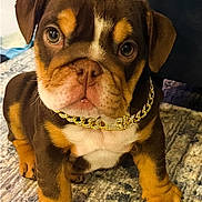 Benzie Joy Trevino joined the competition — help win amazing prizes! adorable, animal, brown, carpet, closeup, cute, dog, ears, eyes, fur, gold_chain, indoor, nose, paws, pet, portrait, puppy, sitting, small, young