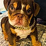 adorable, animal, brown, carpet, closeup, cute, dog, ears, eyes, fur, gold_chain, indoor, nose, paws, pet, portrait, puppy, sitting, small, young